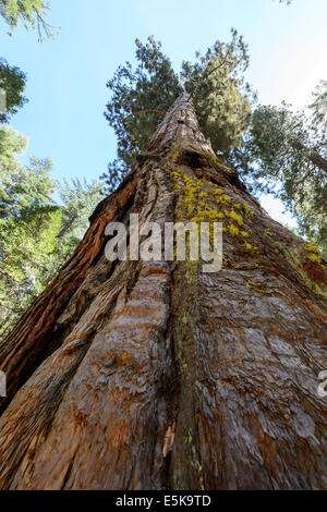 Giant Sequoia Baum in Mariposa Grove, Yosemite-Nationalpark Stockfoto