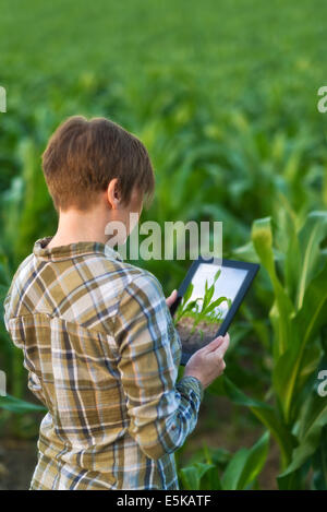 Weibliche Agronom mit Tablet-Computer in der Landwirtschaft angebaut Maisfeld. Stockfoto