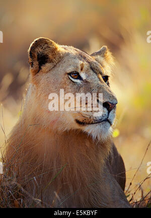 Löwin (Panthera Leo) Porträt liegen in Grass - Kruger National Park (Südafrika) Stockfoto