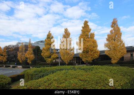 Ginkgo-Bäume im Herbst in Tokyo, Japan Stockfoto