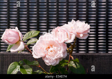 Blass rosa englische hinaufsteigende Rosenstrauch "Den großzügige Gärtner" Stockfoto