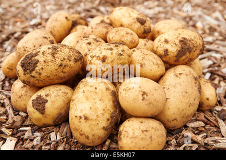 Frisch gegraben Kartoffeln Pfadtext Rinde Chip Zuteilung Stockfoto