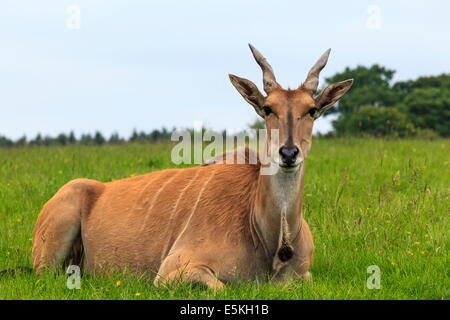 Gemeinsame Eland Stockfoto