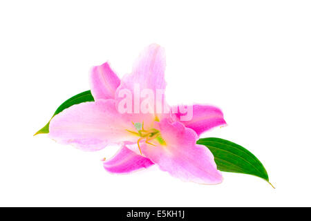 Rosa Lilie isoliert auf weißem Hintergrund Stockfoto