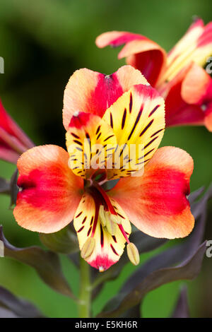 Einzelne Blume in den Kopf von Alstroemeria 'Indian Summer' Stockfoto