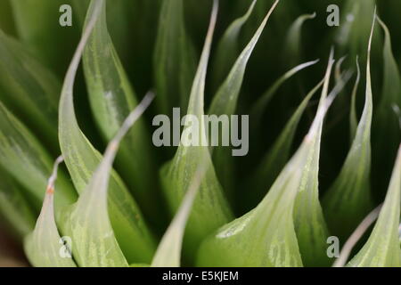 Nahaufnahme von Haworthia Lockwoodii, eine endemische südafrikanischen Sukkulenten Stockfoto