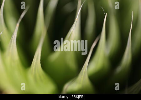 Nahaufnahme von Haworthia Lockwoodii, eine endemische südafrikanischen Sukkulenten Stockfoto