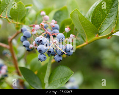 Nördlichen Schneeball Blaubeeren auf den Busch. Ein Cluster von frische reife und grüne unreife Heidelbeeren an einem Strauch hängen Stockfoto