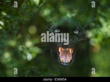 Captive schwarzer Leopard im Wald Animal Rescue, Ocala, Florida USA Stockfoto