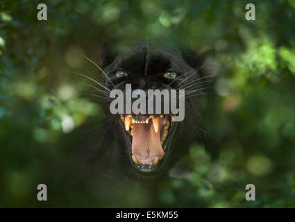 Captive schwarzer Leopard im Wald Animal Rescue, Ocala, Florida USA Stockfoto