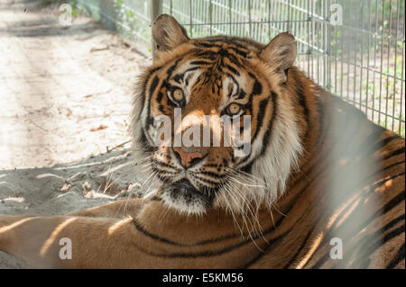 Captive Bengal-Tiger im Wald Tierrettung, Ocala, Florida USA Stockfoto