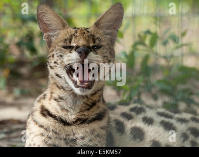 Captive afrikanischen Serval Katze im Wald Tierrettung, Ocala, Florida USA Stockfoto