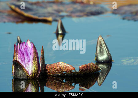 Teilweise offene Seerosen im Teich schweben Stockfoto