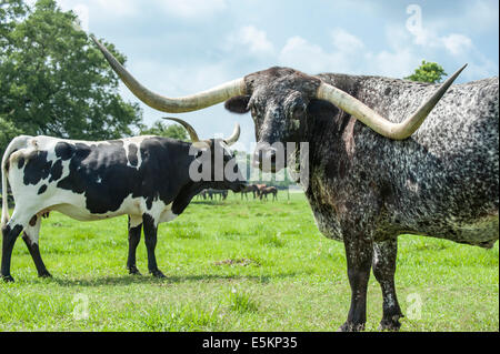 Texas Longhorn Rindern Stockfoto