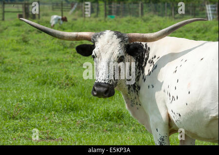 Texas Longhorn Rindern Stockfoto