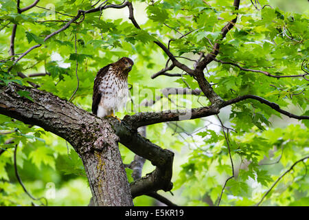 Ein Jugendlicher Cooper der Habicht (Accipiter Cooperii) in Quebec, Kanada Stockfoto