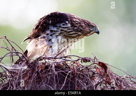 Ein Jugendlicher Cooper der Habicht (Accipiter Cooperii) in Quebec, Kanada Stockfoto