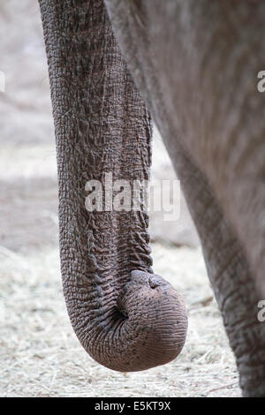 Nahaufnahme von der langen und starken Stamm eines asiatischen Elefanten (Elephas Maximus) Stockfoto