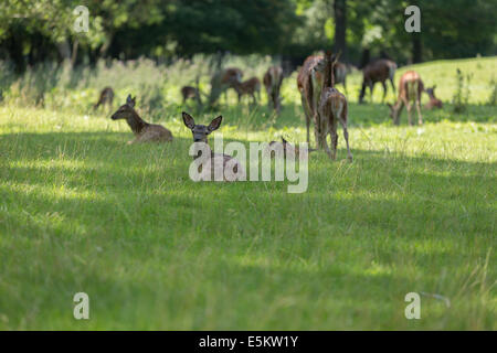 Mufflons Herde Weiden und ruht in grüne Wiesen im Sommer Stockfoto