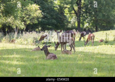 Mufflons Herde Weiden und ruht in grüne Wiesen im Sommer Stockfoto