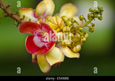 Baum Sal, Sal von Indien, Couroupita Guianensis Aubl. Das Werk in der Geschichte des Buddhismus und in der Regel gegründet werden wachsen in Thai Templ Stockfoto