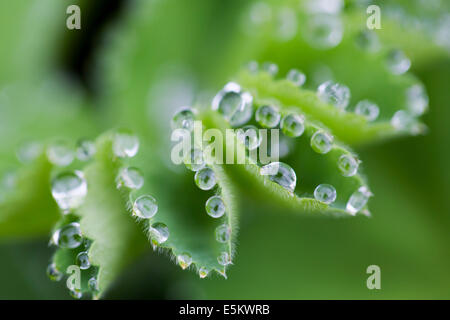 Frauenmantel; Alchemilla Mollis; Wassertropfen auf den Blättern; UK Stockfoto