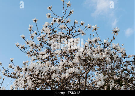 Magnolia X loebneri Merrill in voller Blüte im zeitigen Frühjahr, Cornwall, UK Stockfoto