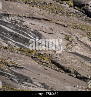 Lone Mountain Walker auf steilen Felsplatten unter Kokos "ein" Ghrunnda in Black Cuillin Mountains, Isle Of Skye, Schottland, Großbritannien Stockfoto