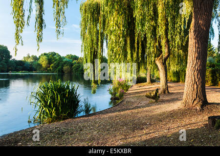 Am frühen Morgensonnenlicht über einen kleinen See in Swindon, Wiltshire. Stockfoto