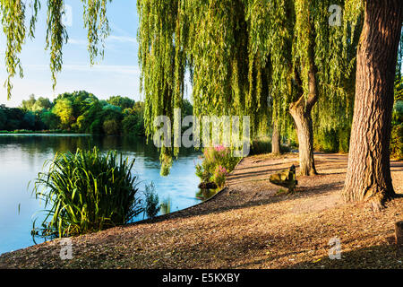 Am frühen Morgensonnenlicht über einen kleinen See in Swindon, Wiltshire. Stockfoto