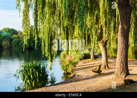 Am frühen Morgensonnenlicht über einen kleinen See in Swindon, Wiltshire. Stockfoto