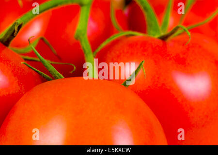 Reihe von Reife frische rote Tomaten Stockfoto