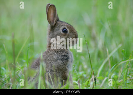 Europäischen Kaninchen (Oryctolagus Cuniculus), jung, Emsland, Niedersachsen, Deutschland Stockfoto