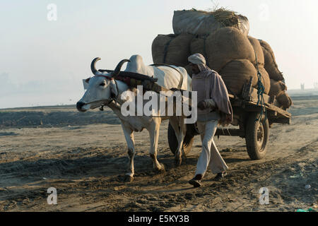 Mann an der Spitze einen Ochsenkarren über ein Feld in der früh, Vrindavan, Uttar Pradesh, Indien Stockfoto