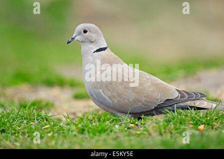 Eurasian Collared Dove (Streptopelia Decaocto), North Rhine-Westphalia, Deutschland Stockfoto