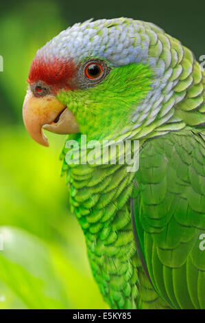 Flieder-gekrönte Amazon, Flieder-gekrönter Papagei oder Finschs Amazon (Amazona Finschi) Stockfoto