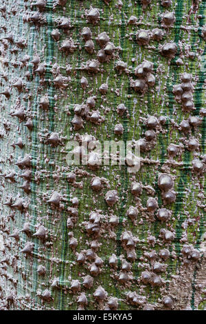 Die stachelige Rinde von Chorisia Speciosa (Zahnseide Silk Baum, falsche Kapok-Baum) Stockfoto