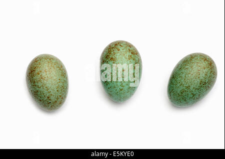 Amsel (Turdus Merula), Eiern, North Rhine-Westphalia, Germany Stockfoto