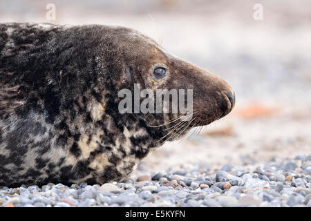 Grey Seal (Halichoerus Grypus), Bull, Helgoland, Schleswig-Holstein, Deutschland Stockfoto