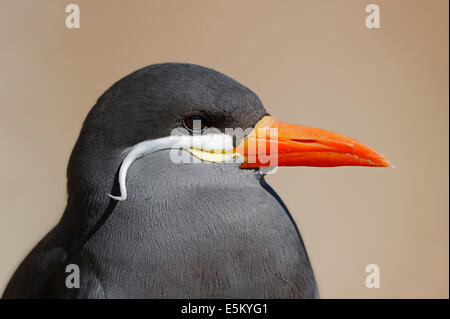 Inka-Seeschwalbe (Larosterna Inca) Stockfoto