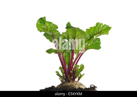 wachsende rote Beete auf weißem Hintergrund Stockfoto