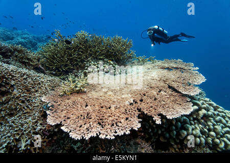 Korallenriff mit verschiedenen Steinkorallen, Taucher auf der Rückseite, Great Barrier Reef, UNESCO-Weltnaturerbe Stockfoto