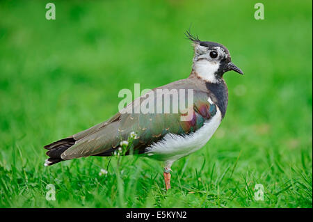 Nördlichen Kiebitz, Kiebitz oder Pewit (Vanellus Vanellus), North Rhine-Westphalia, Germany Stockfoto
