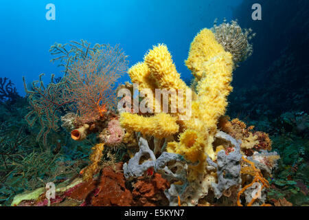 Korallenriff mit verschiedenen Schwämmen und Korallen, Great Barrier Reef, UNESCO Weltnaturerbe, Pazifik, Queensland Stockfoto