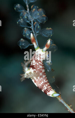 Rot-Gilled Nembrotha (Nembrotha Rutilans), ernähren sich von Seescheiden (Ascidiacea), Great Barrier Reef, UNESCO World Natural Stockfoto