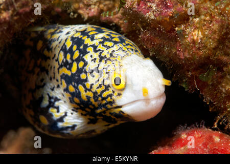 Schneeflocke Moray Eel (Echidna Nebulosa), Great Barrier Reef, UNESCO Weltnaturerbe, Pazifik, Queensland Stockfoto