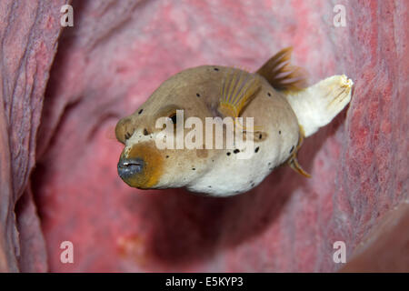 Blackspotted Puffer oder Hund konfrontiert Kugelfisch (Arothron Nigropunctatus), Great Barrier Reef, UNESCO-Weltnaturerbe Stockfoto