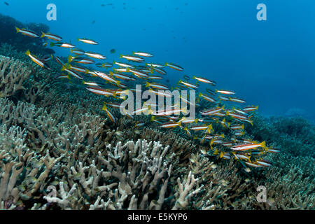 Schwarm von Zweipunkt gebändert Schnapper (Lutjanus Biguttatus) schwimmen über ein Korallenriff Great Barrier Reef, UNESCO World Natural Stockfoto