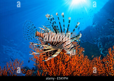 Pacific rot Rotfeuerfisch (Pterois Volitans), Great Barrier Reef, UNESCO Weltnaturerbe, Pazifik, Queensland Stockfoto