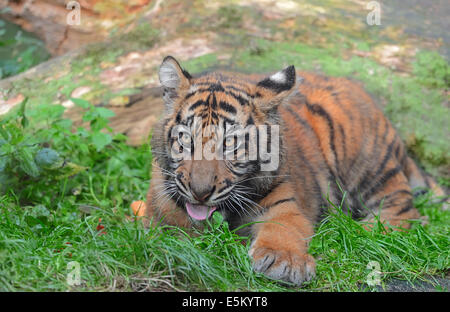 Sumatra-Tiger (Panthera Tigris Sumatrae, Panthera Sumatrae), Jungtier Stockfoto